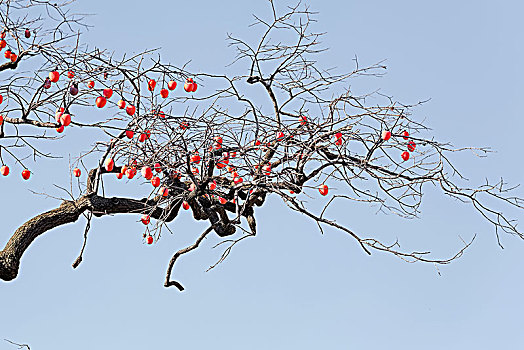 soi cầu lô chính xác 100